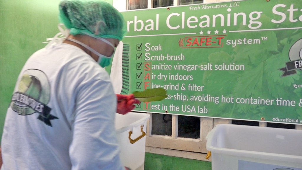 Fresh Alternatives, LLC, Dallas, Fort Worth, This is our "SAFE-T" Kratom Cleaning Processs in Indonesia