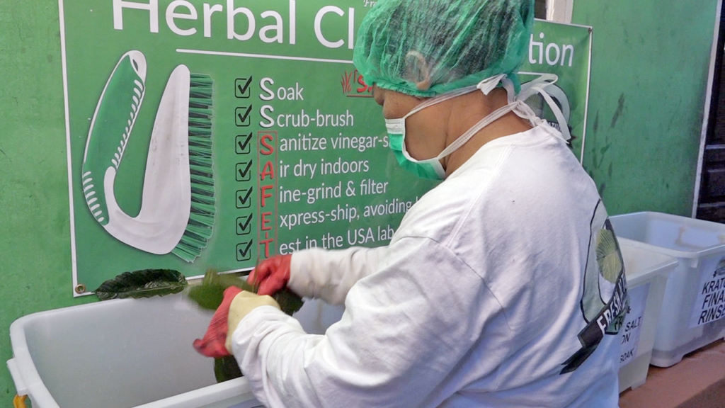 Fresh Alternatives, LLC, Dallas, Fort Worth, This is our "SAFE-T" Kratom Cleaning Processs in Indonesia