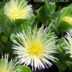 1 OUNCE / 28 GRAMS – KANNA EXTRACT POWDER