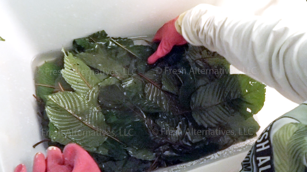Fresh Alternatives, LLC, kratom clening process