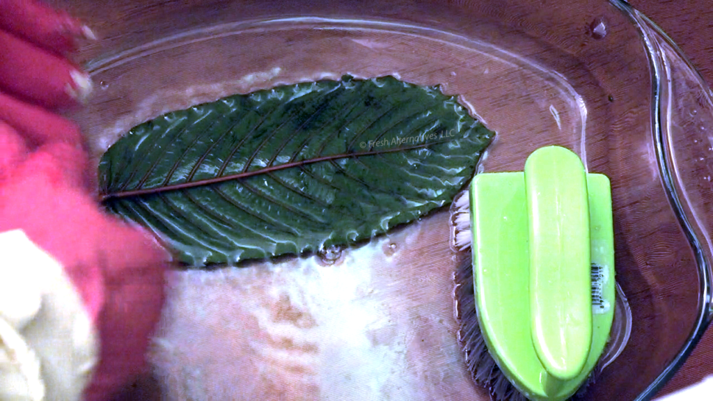 Fresh Alternatives, LLC, Dallas, Fort Worth, This is our "SAFE-T" Kratom Cleaning Processs in Indonesia