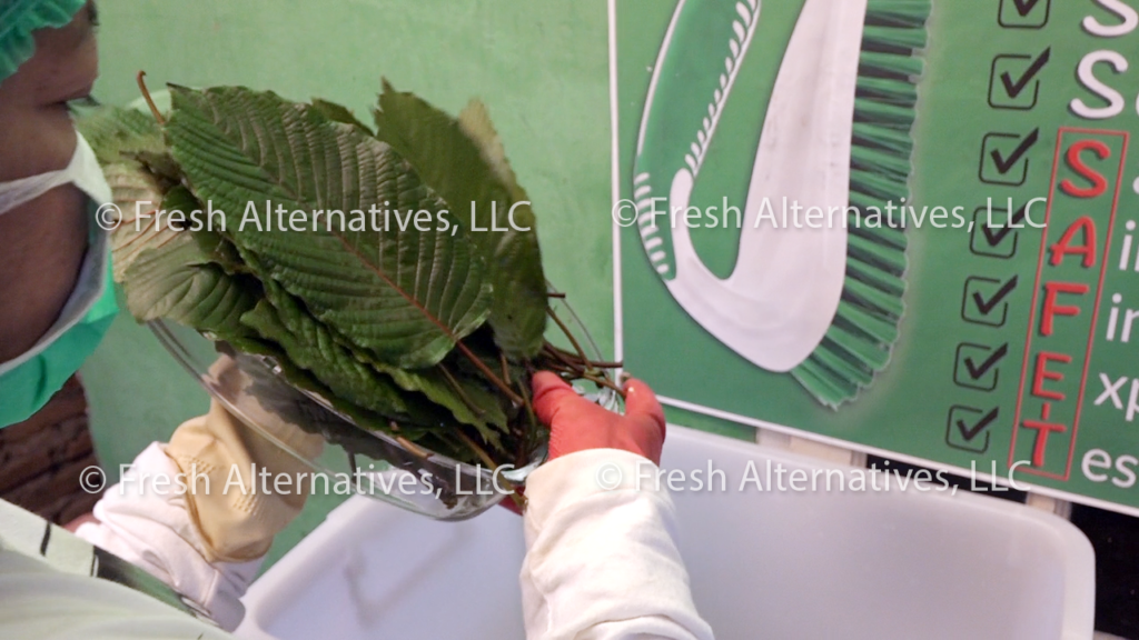 Fresh Alternatives, LLC, Dallas, Fort Worth, This is our "SAFE-T" Kratom Cleaning Processs in Indonesia
