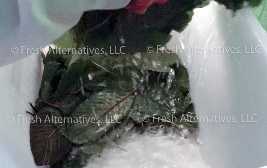 Fresh Alternatives, LLC, Dallas, Fort Worth, This is our "SAFE-T" Kratom Cleaning Processs in Indonesia