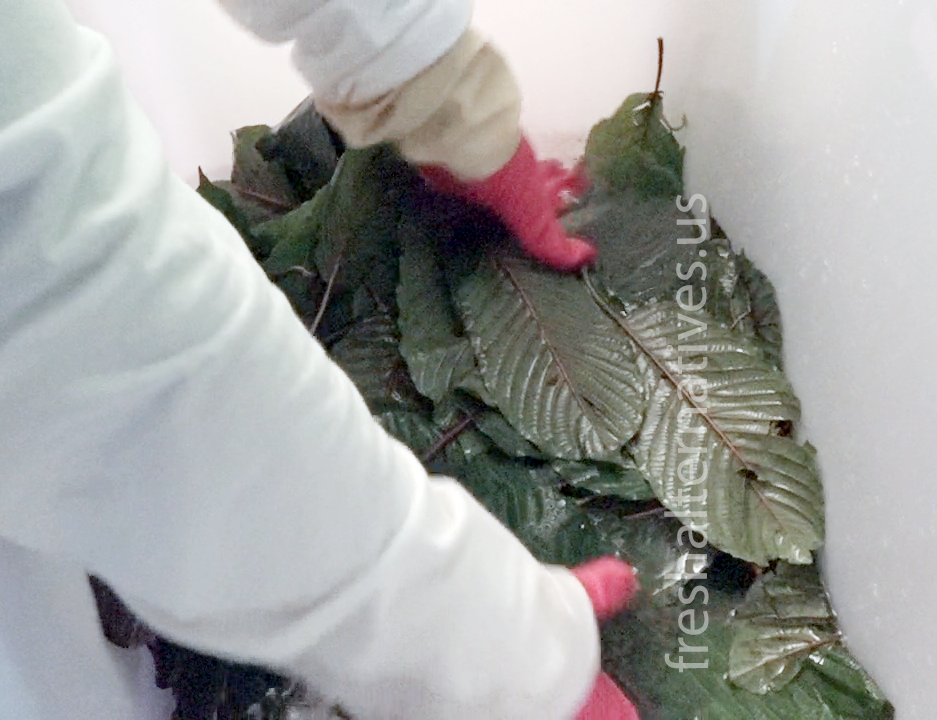 Fresh Alternatives, LLC, Dallas, Fort Worth, This is our "SAFE-T" Kratom Cleaning Processs in Indonesia