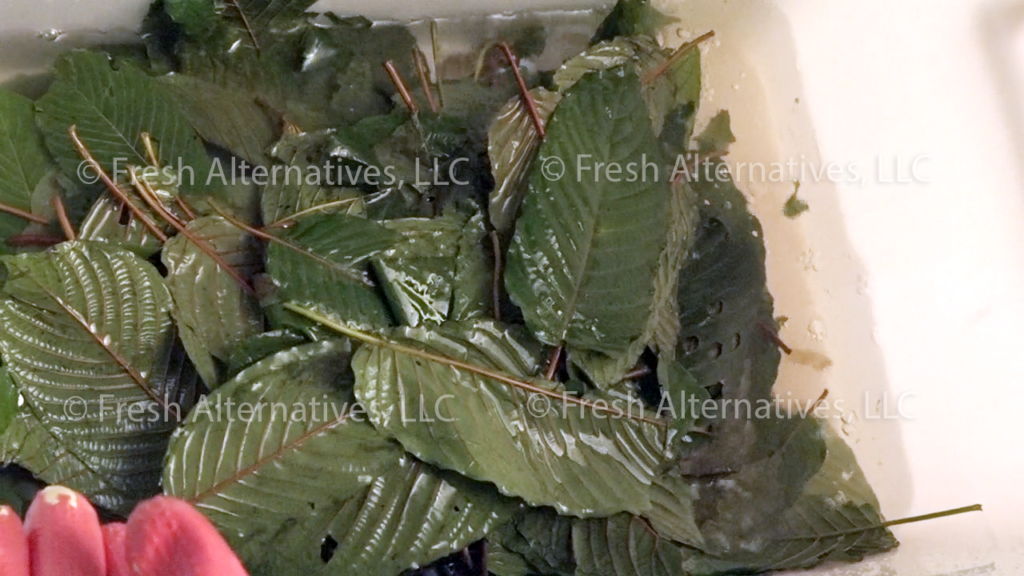 Fresh Alternatives, LLC, Dallas, Fort Worth, This is our "SAFE-T" Kratom Cleaning Processs in Indonesia