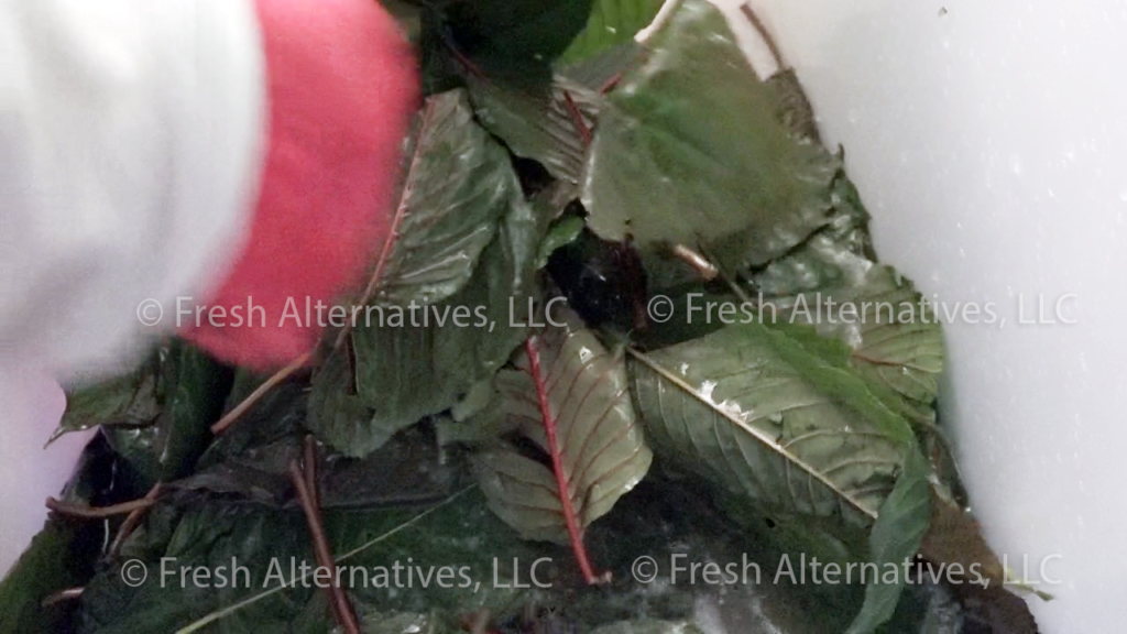 Fresh Alternatives, LLC, Dallas, Fort Worth, This is our "SAFE-T" Kratom Cleaning Processs in Indonesia