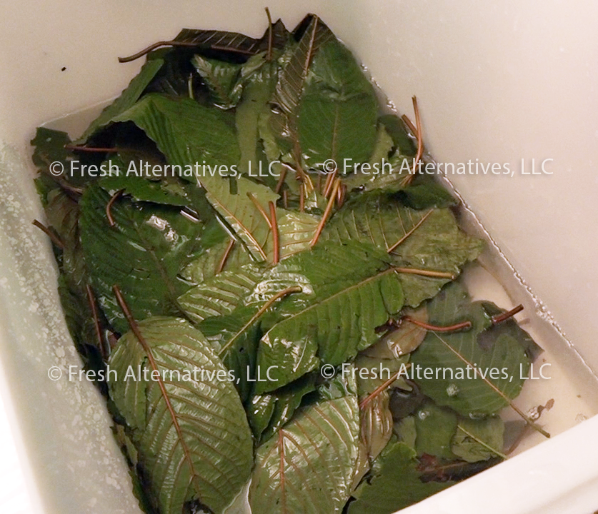Fresh Alternatives, LLC, Dallas, Fort Worth, This is our "SAFE-T" Kratom Cleaning Processs in Indonesia