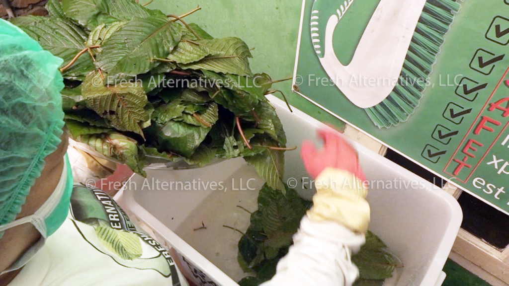 Fresh Alternatives, LLC, kratom clening process