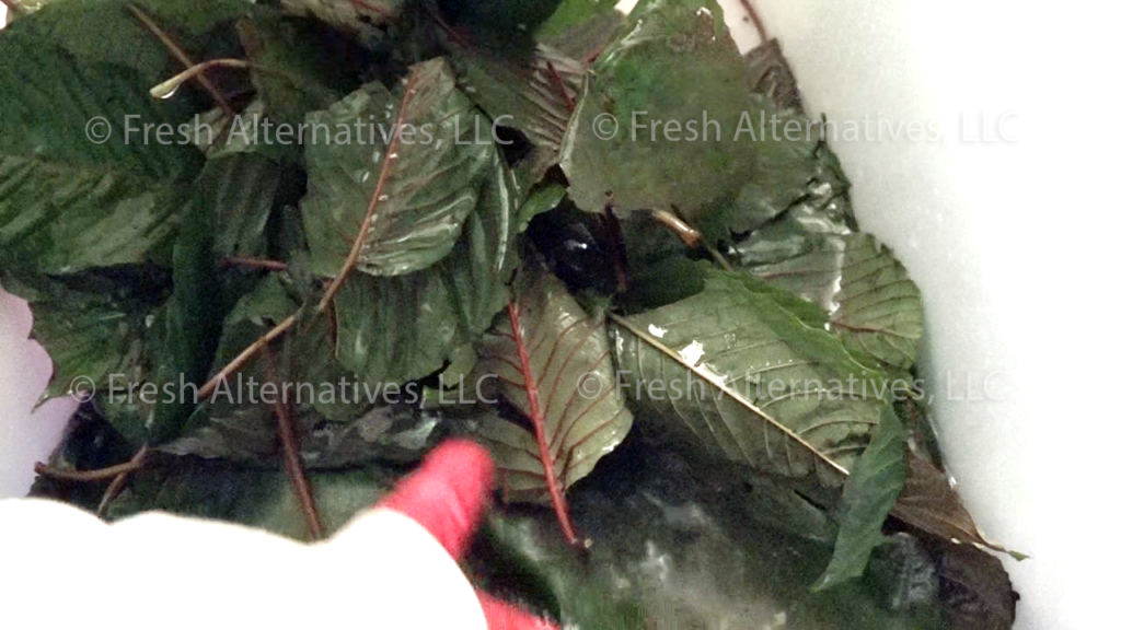 Fresh Alternatives, LLC, Dallas, Fort Worth, This is our "SAFE-T" Kratom Cleaning Processs in Indonesia